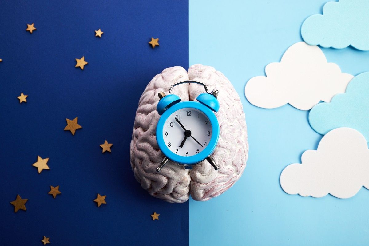 réveil posé sur un cerveau représentant le Cycle circadien du sommeil