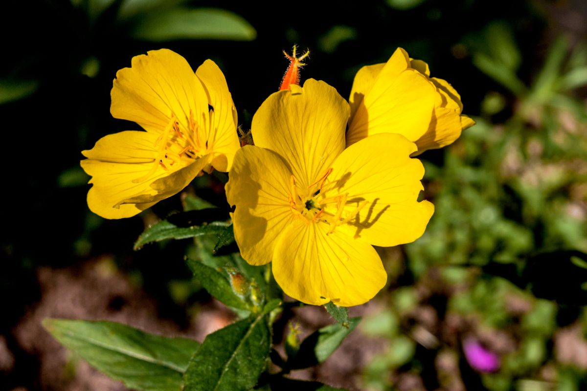 fleur jaune d'Onagre ou belle de nuit