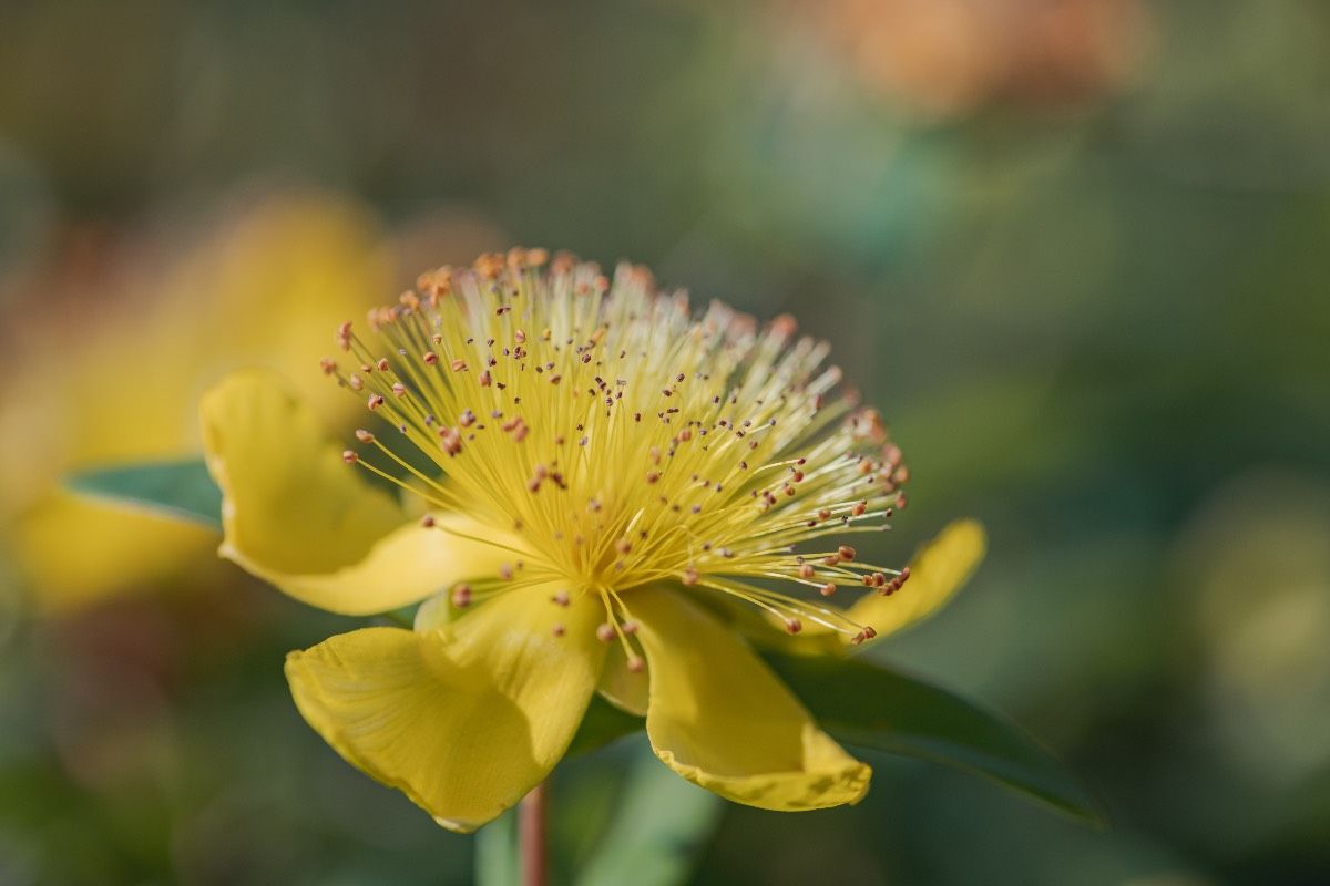 Plante Millepertuis fleur jaune