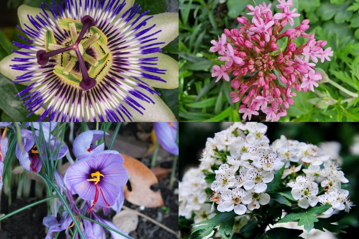 Top 4 des meilleures plantes anti-stress, l'aubépine, le safran, la valériane et la passiflore