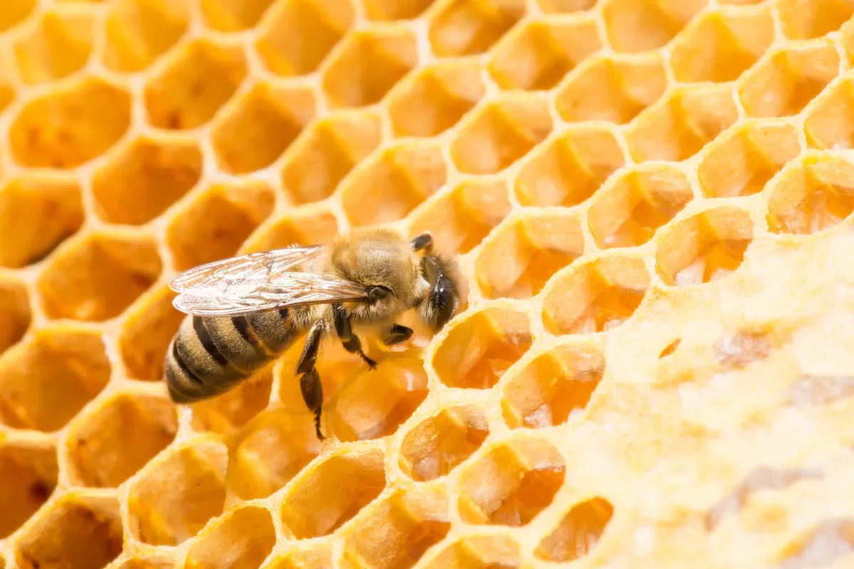 abeille qui travaille sur des cellules de miel pour les bienfaits de la gelée royale