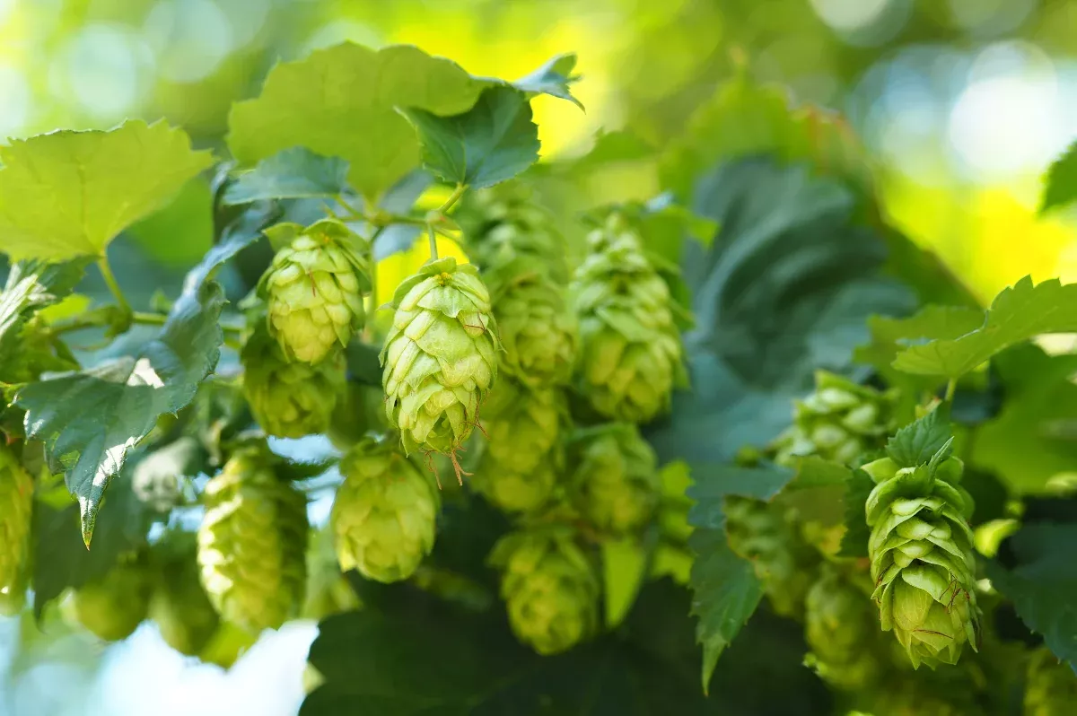 Branche de cônes de houblon bienfaits sur la santé