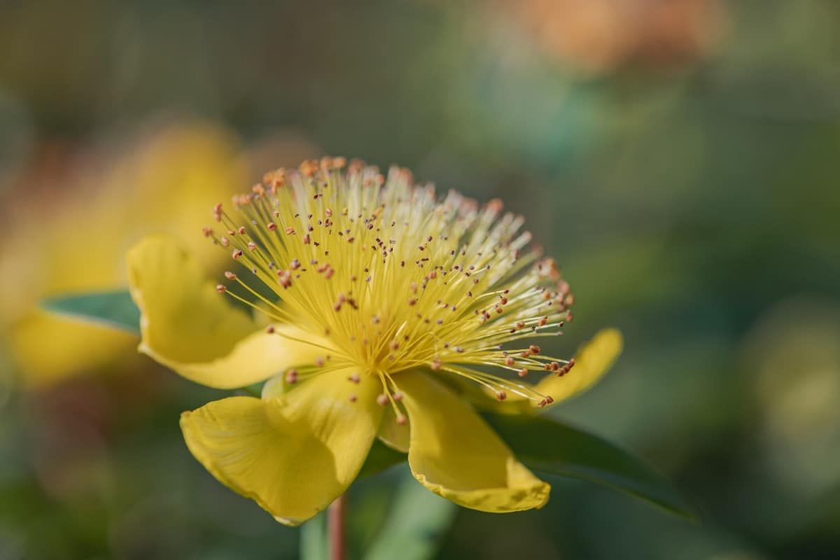 Plante Millepertuis fleur jaune