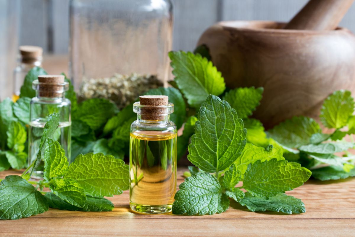 petit bocal avec de l'extrait de mélisse contenant les Vertues de la mélisse, feuilles de mélisse autour,