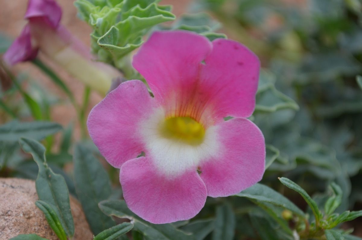 Fleur rose d'harpagophytum bienfaits