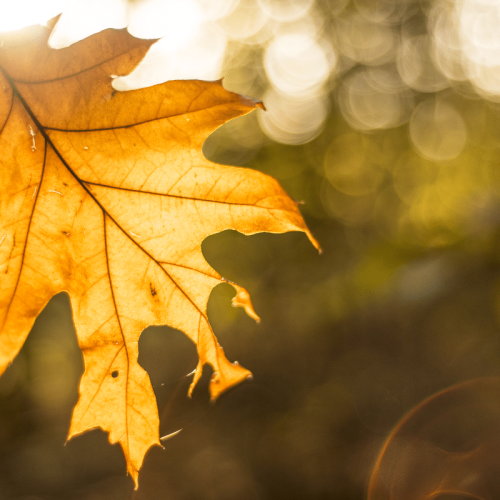 Feuille d'automne avec un fond ensoleillé