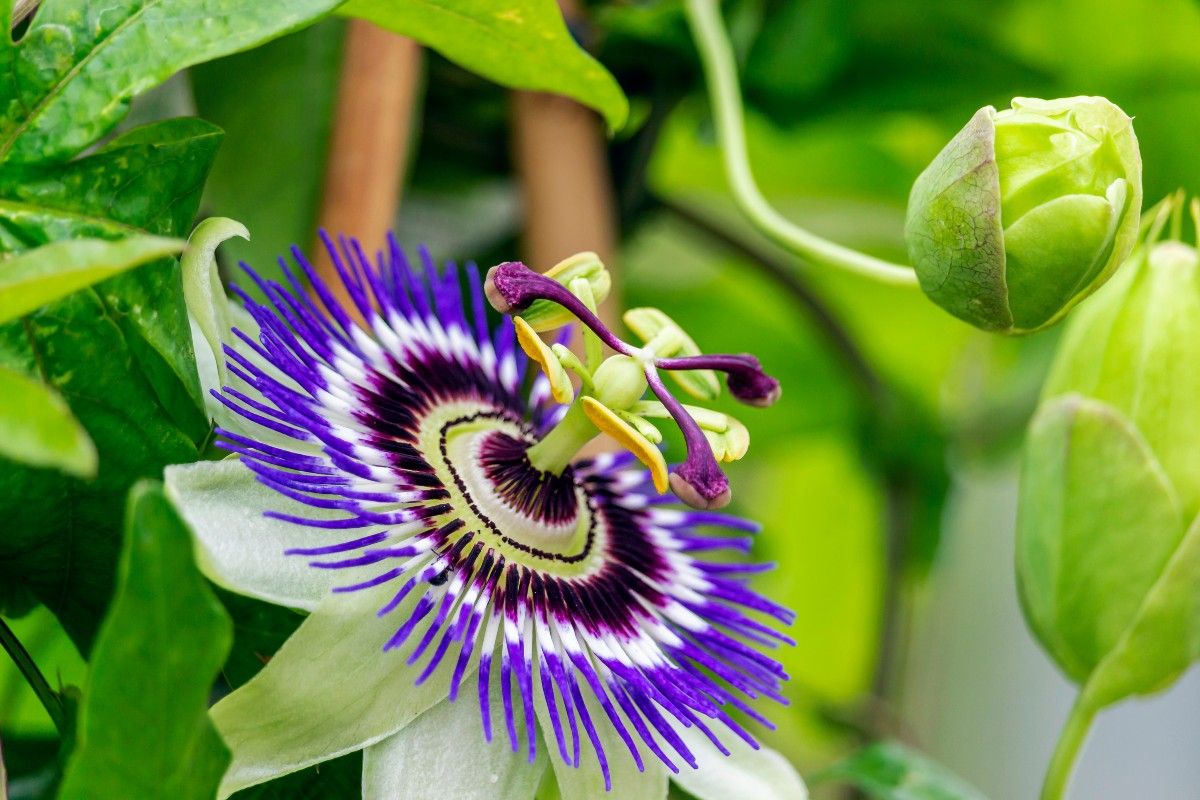Fleur fruit de la passion / passiflore violette