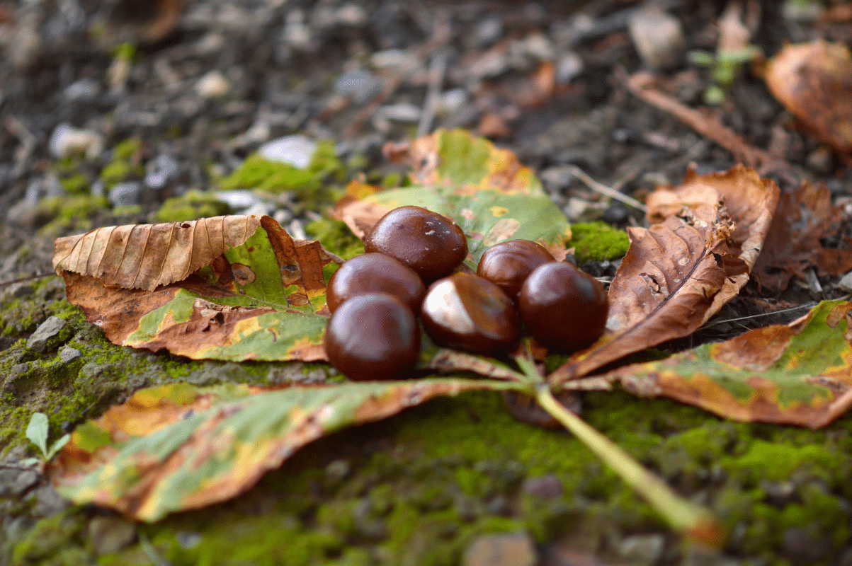 Le marronnier d’Inde