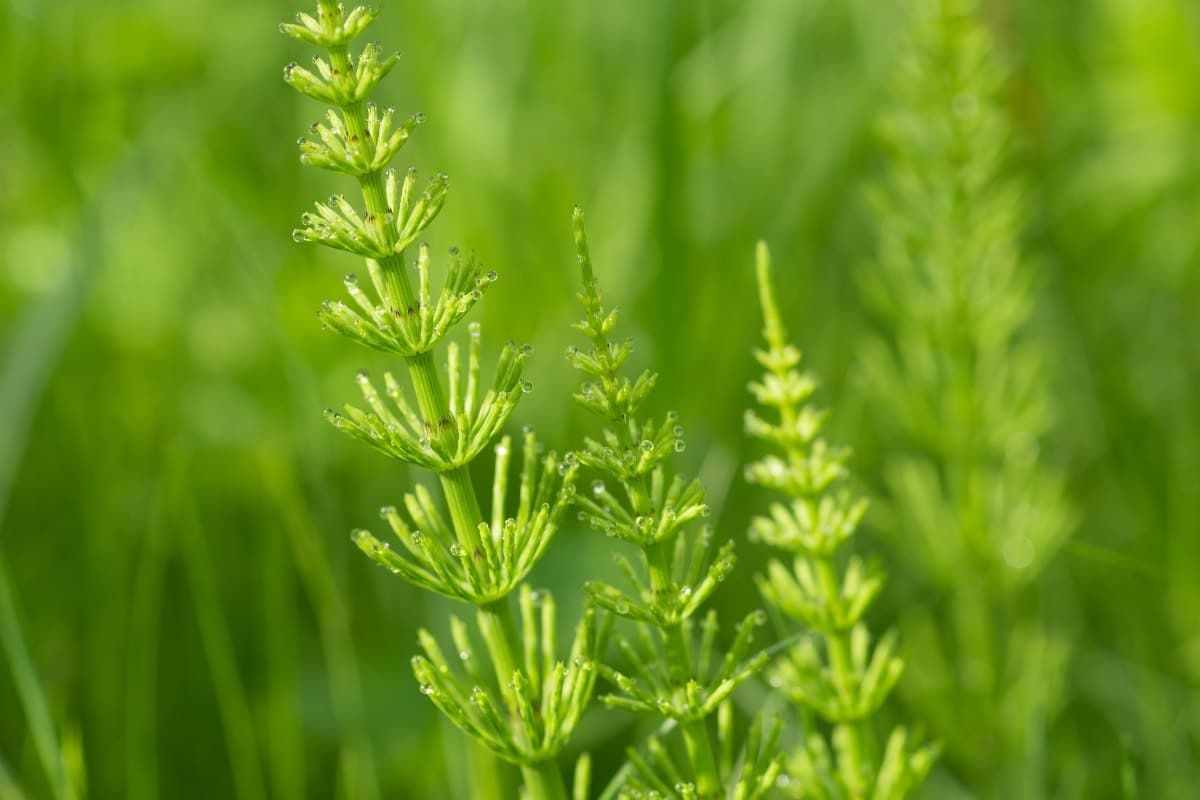 La prêle et l’arthrose : un remède naturel pour les douleurs articulaires post-ménopausiques