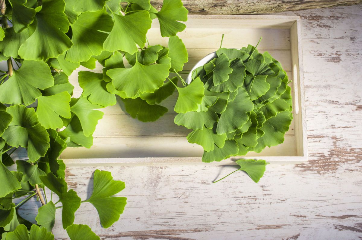 feuilles de Ginko Biloba vertus