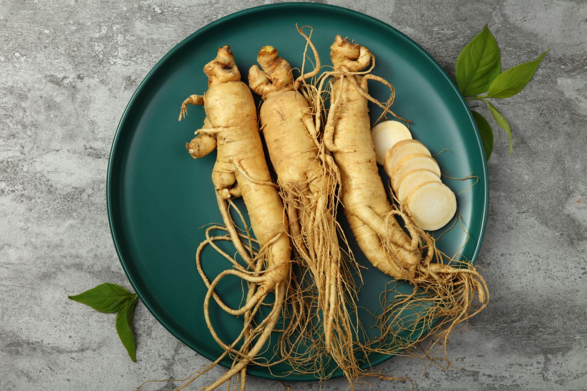 Racine de ginseng panax