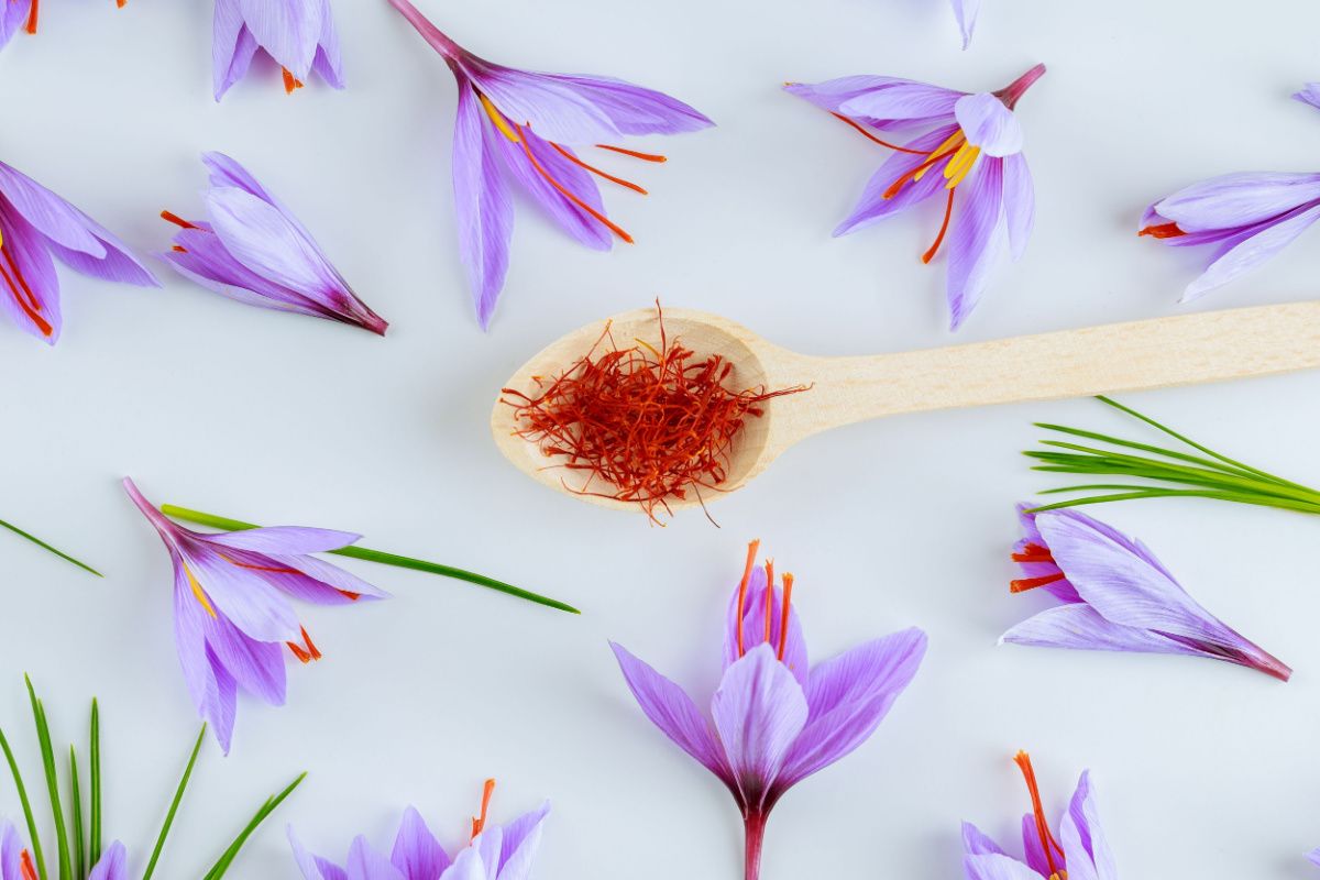 cuillère en bois avec du safran, entourée de fleurs de safran