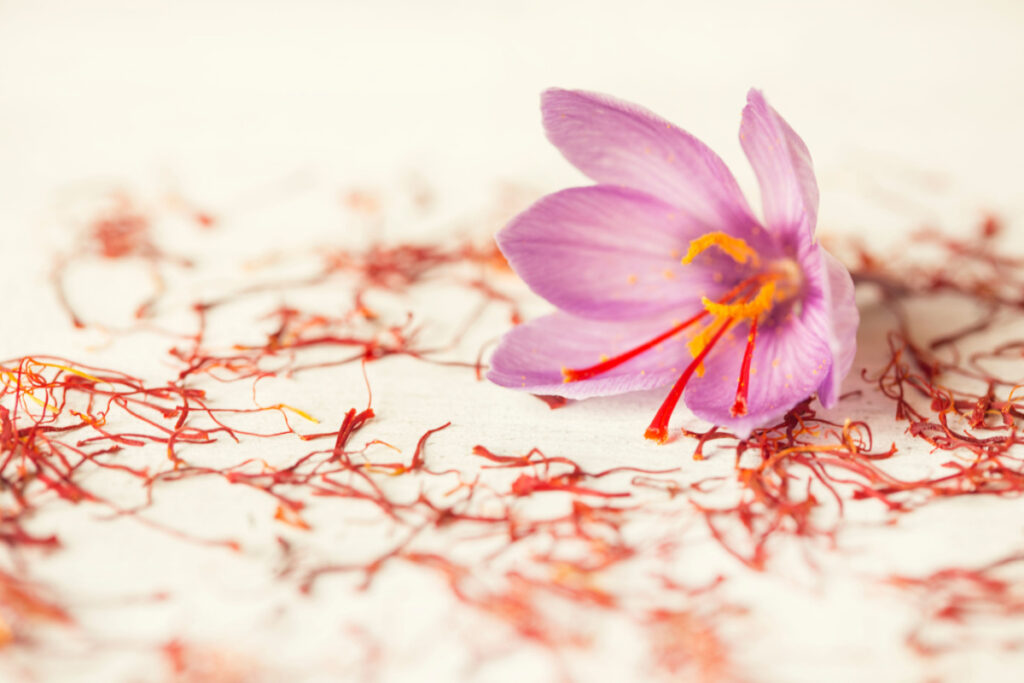 fleur de Safran avec du safran autour