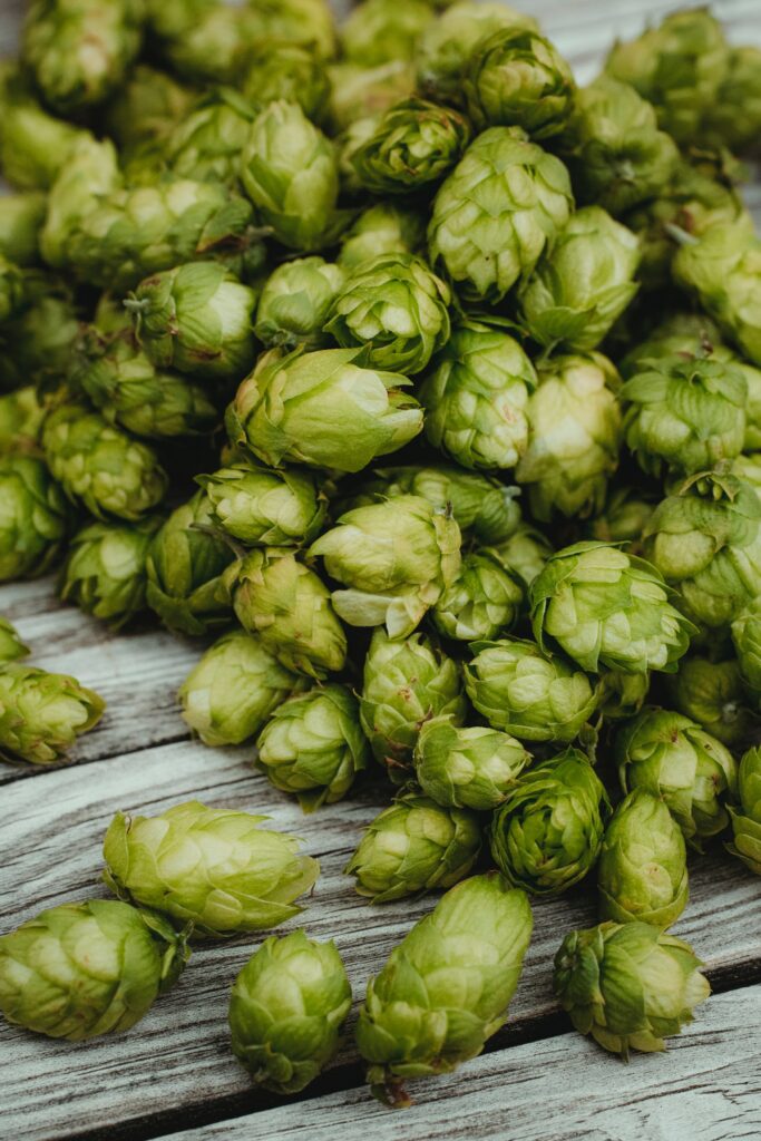 cones de houblon bienfaits